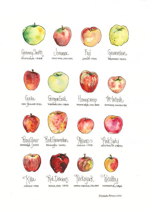 Best Apples For Apple Pie Chart
